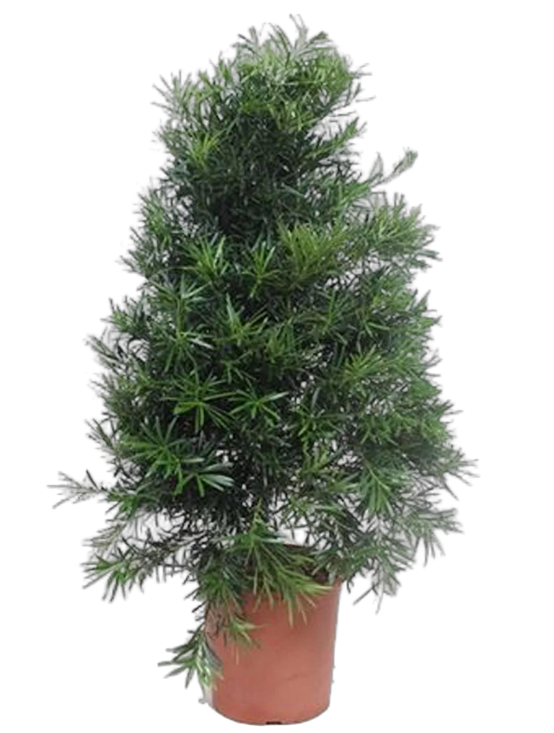 Подокарп крупнолистный - Podocarpus Macrophylla (fachjan) D30 H130