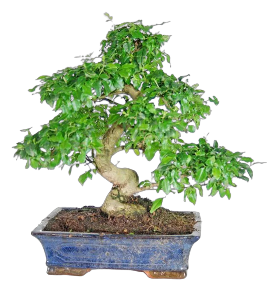 Бонсай Бирючина D20 H40