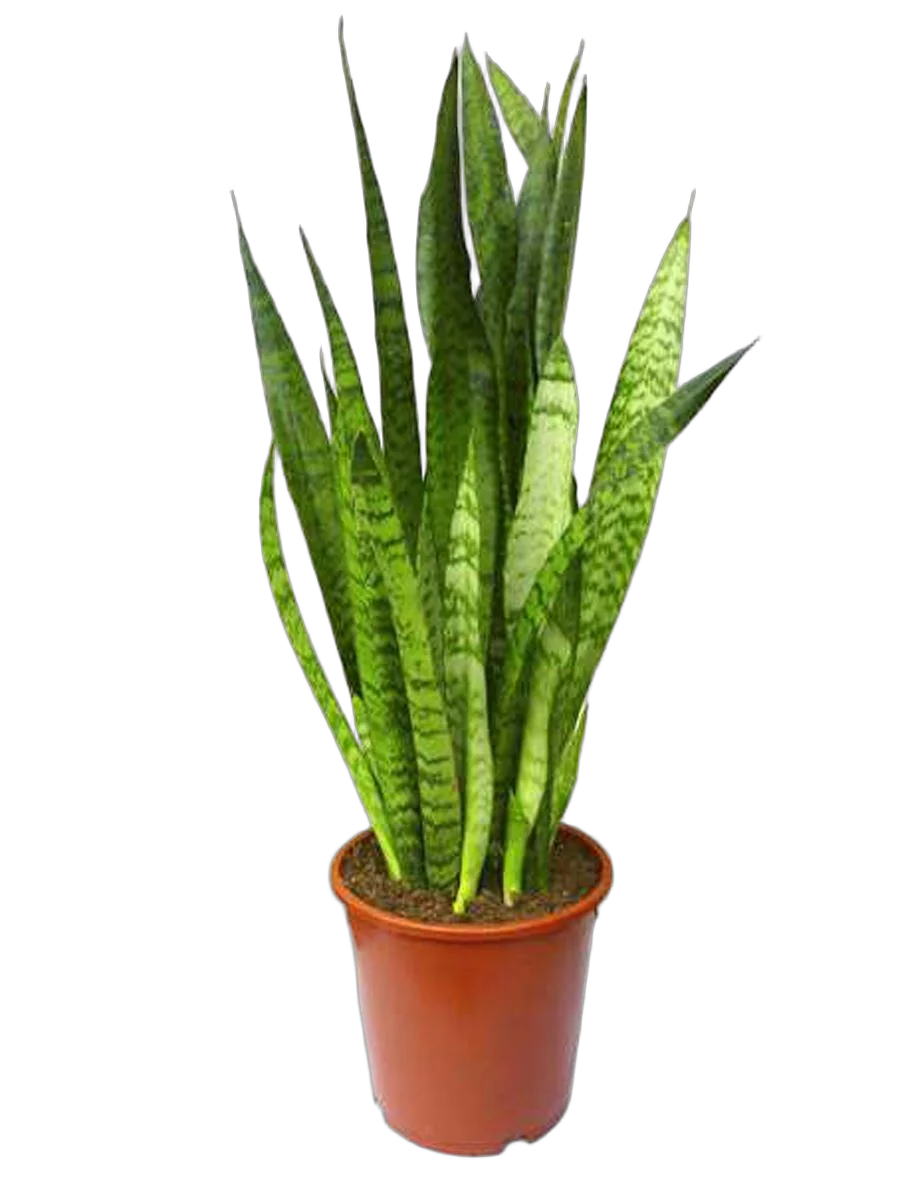 Сансивьерия Зейланика - Sansevieria zeylanica D20 H85