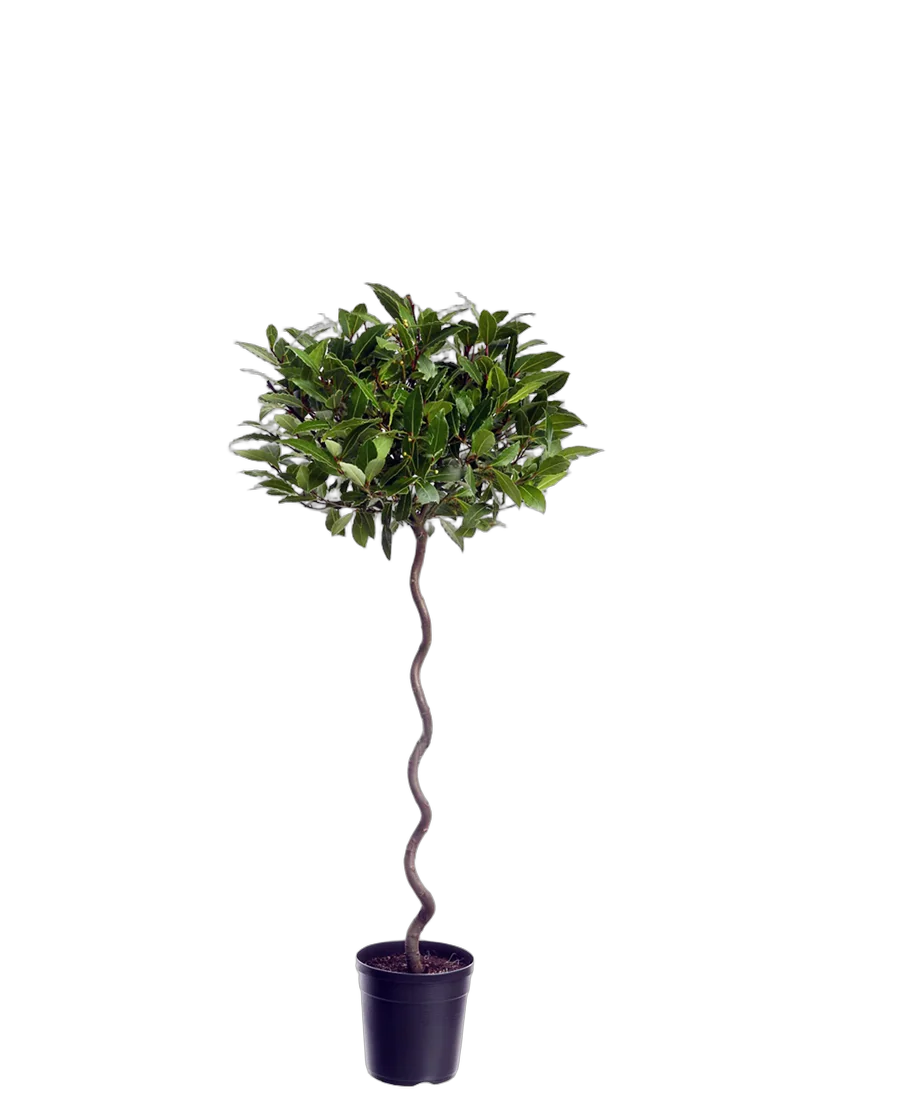 Лавр благородный спираль - Lurus nbilis D28 H140