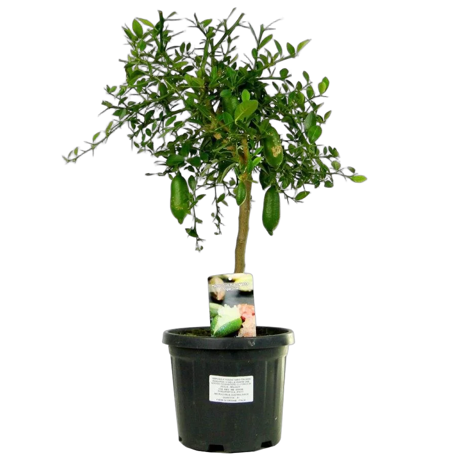 Пальчиковый лайм - Citrus Australasia Caviar D21 H80