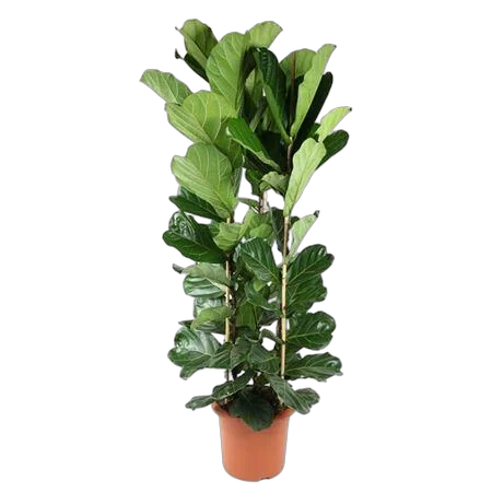 Фикус Лировидный (Лирата) - Ficus Lyrata D40 H240