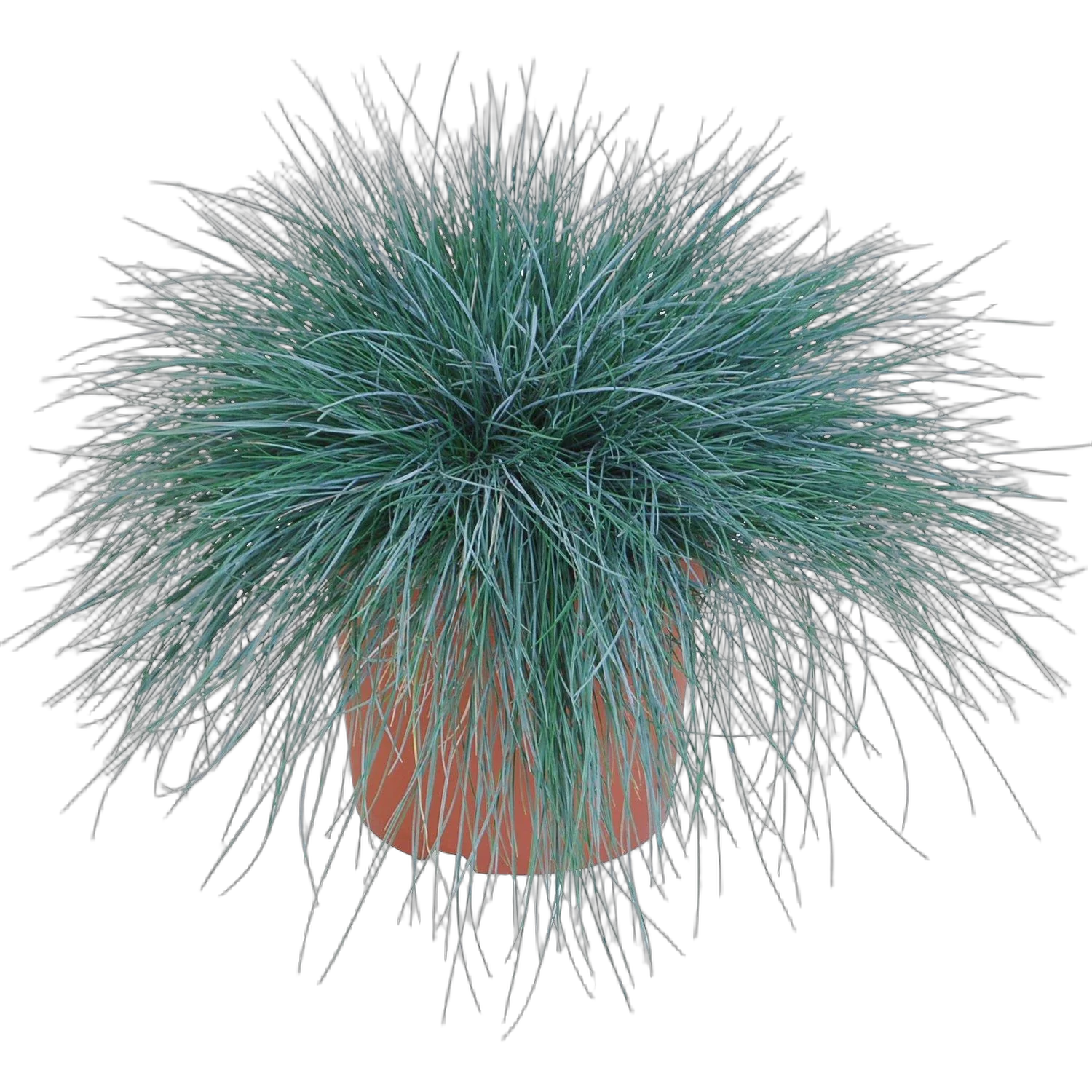 Овсянница сизая интенс Блю - Festuca D23 H55