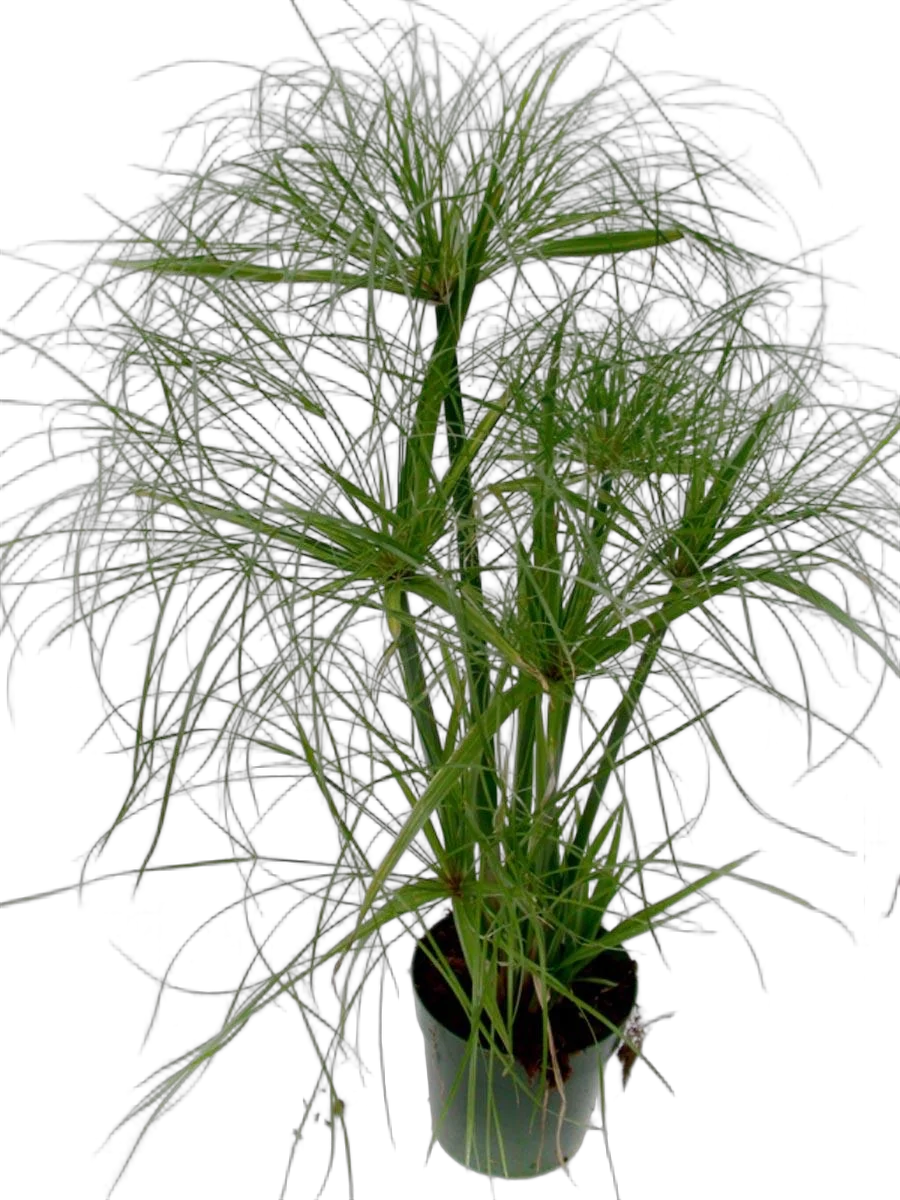 Циперус - Cyperus Jela  D12 H45