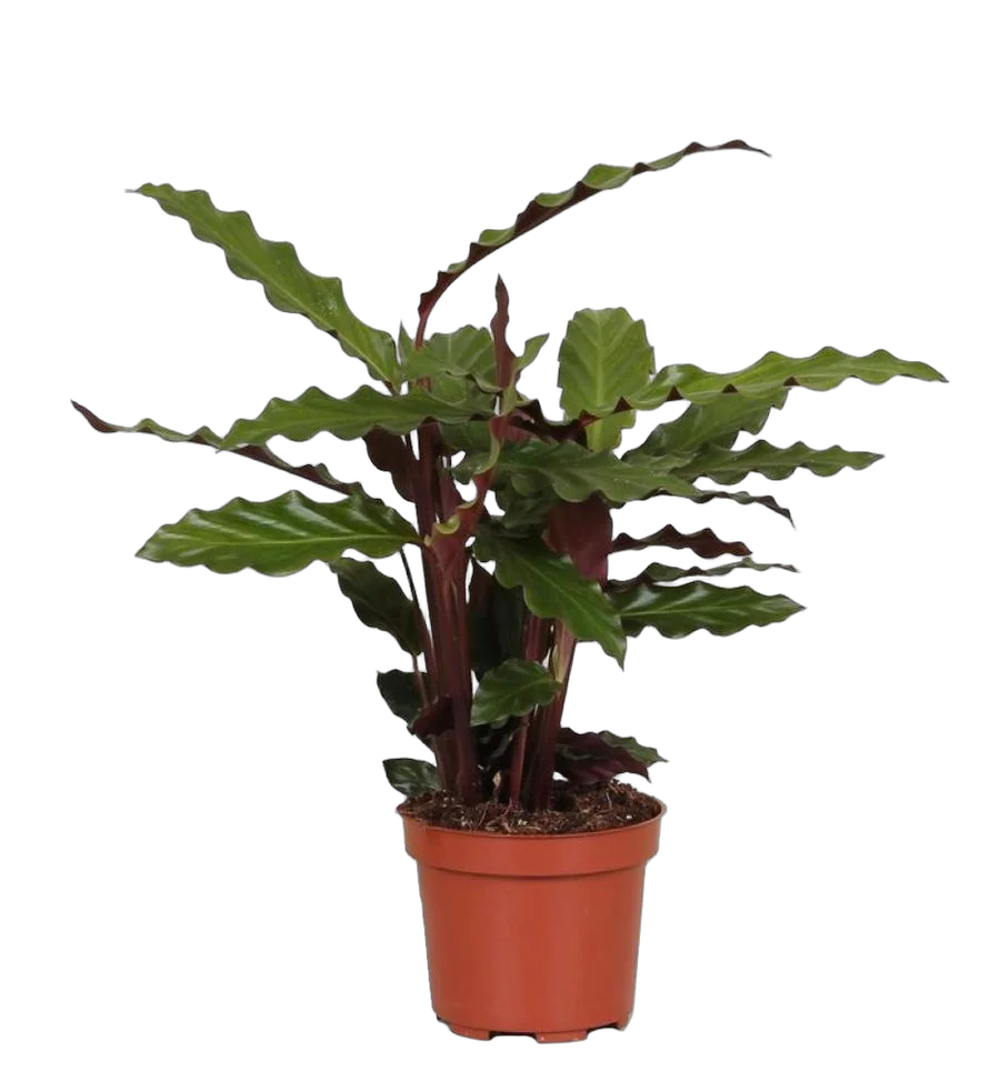 Калатея Руфибарба - Calathea rufibarba  D9 H30