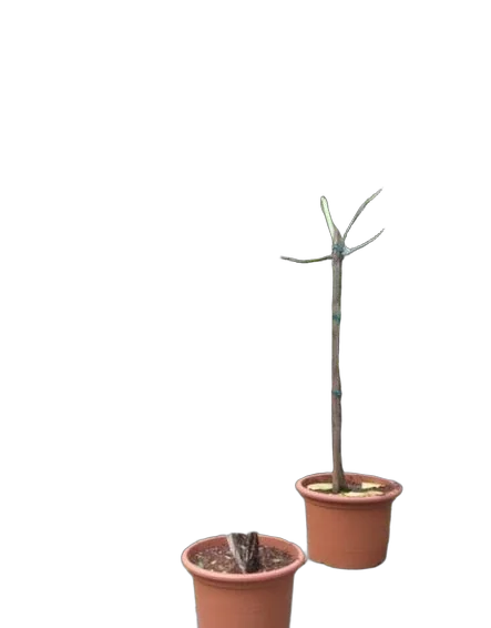 Фикус Бенджамина Нитида штамб - Ficus benjamina Nitida D45 H300