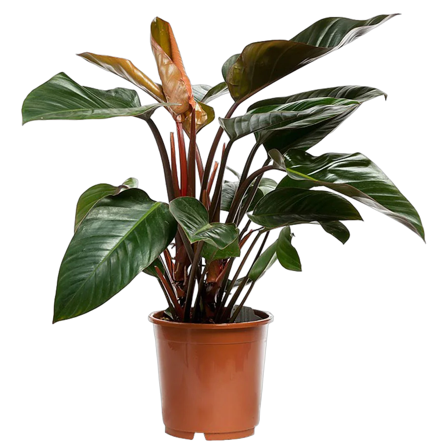 Филодендрон Конго Ред - Philodendron Congo Red D20 H100