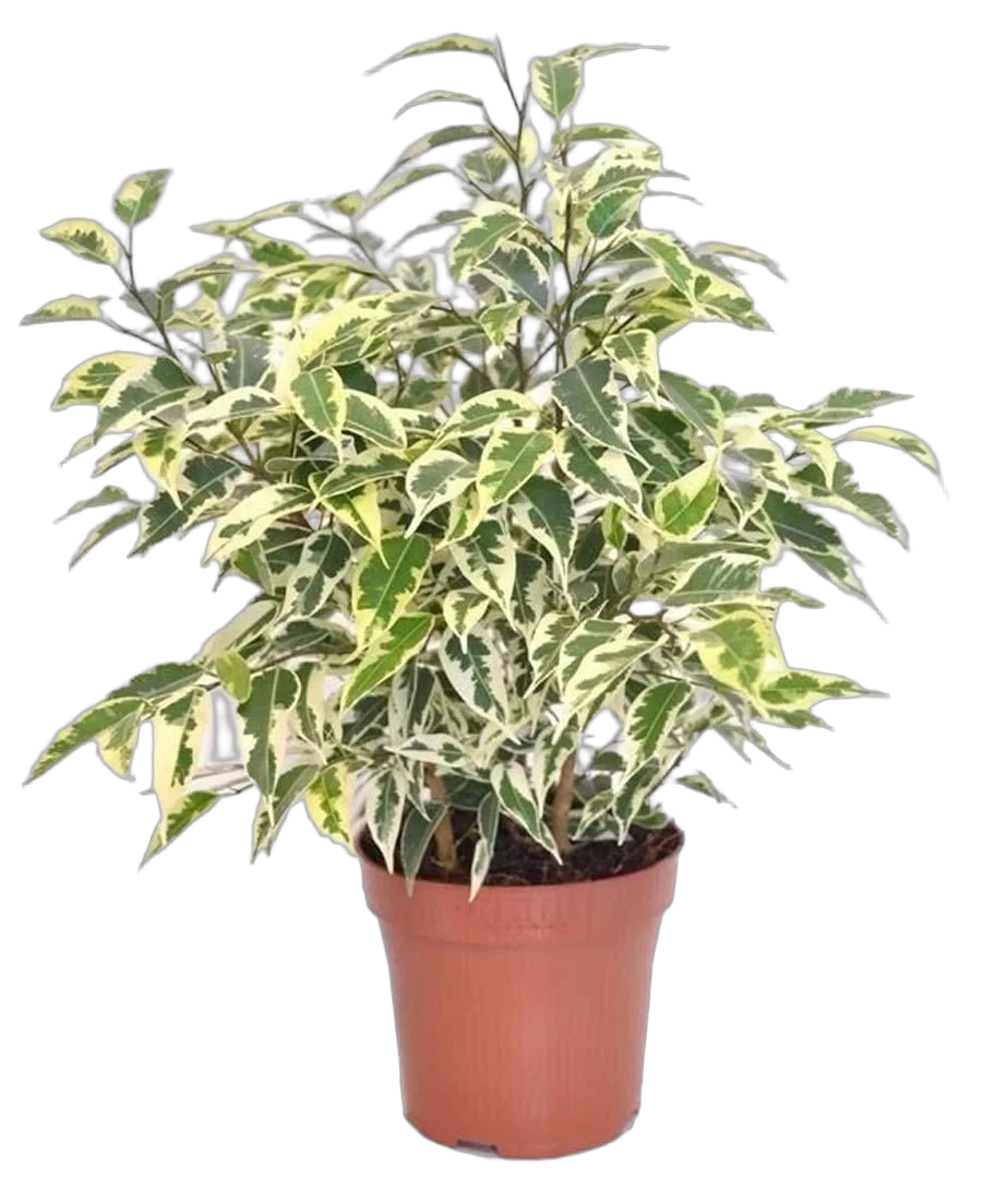 Фикус Бенджамина Твайлайт - Ficus Benjamina Twilight D14 H30