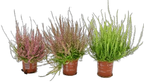 Вереск Эрика - Erica D9 H15