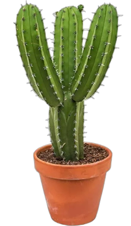 Полаския Чичипе - Polaskia chichipe cereus D17 H50