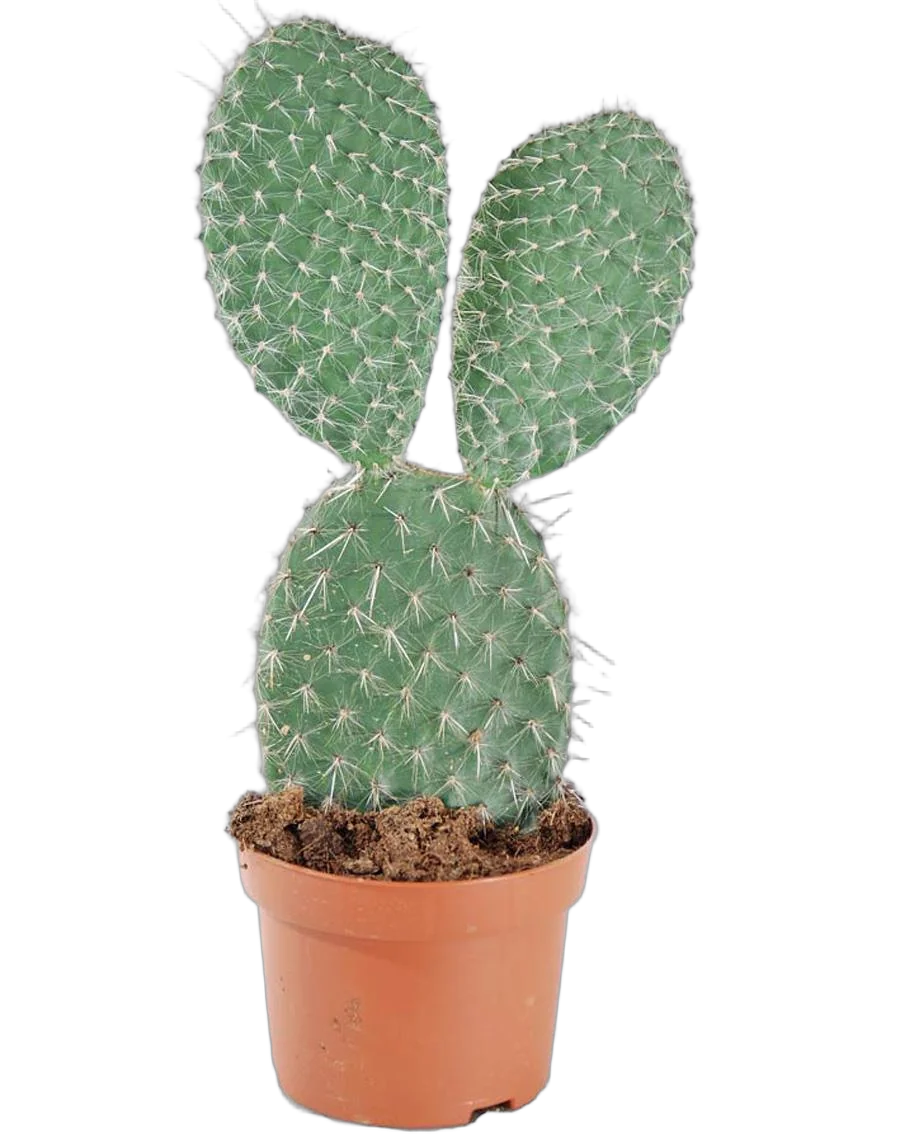 Опунция Поликанта - Opuntia polyacantha D17 H30