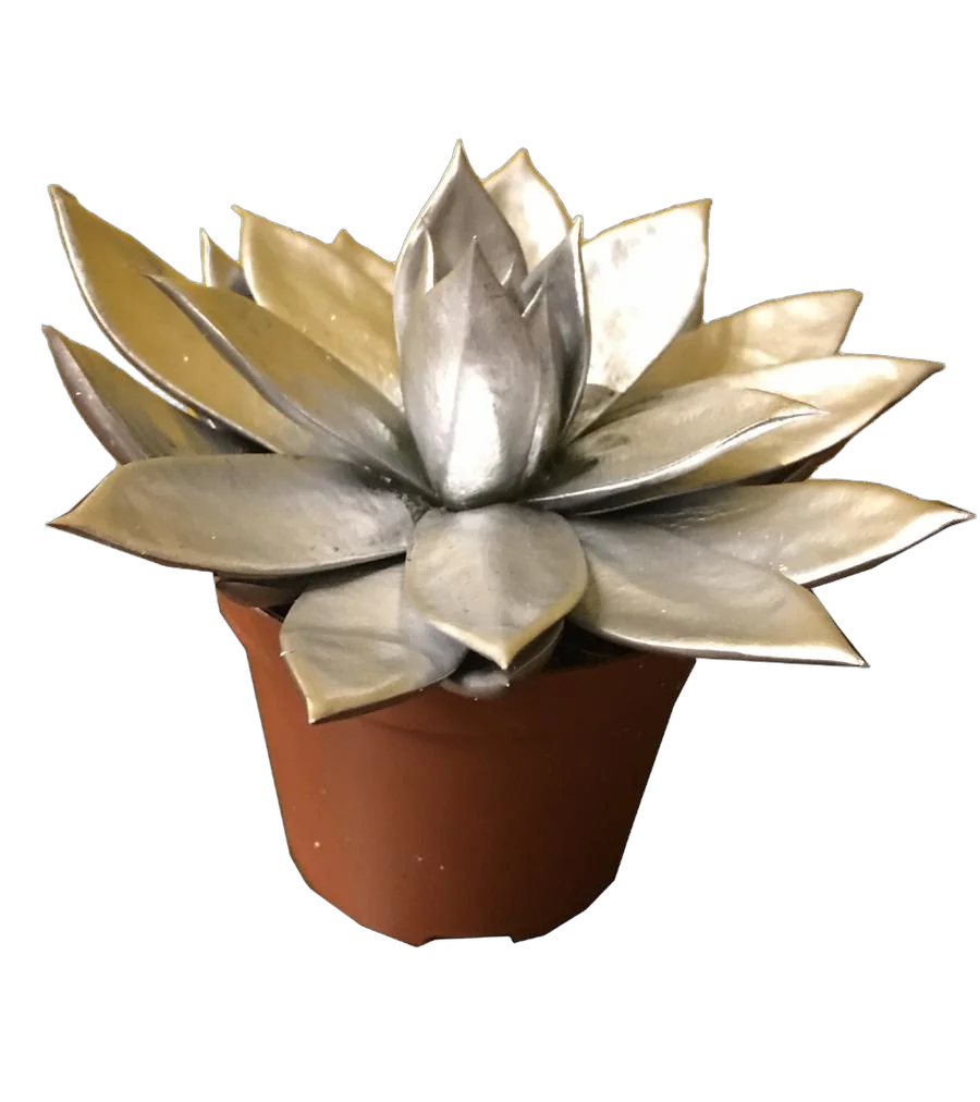 Эхеверия Миранда - Echeveria Miranda D9 H12