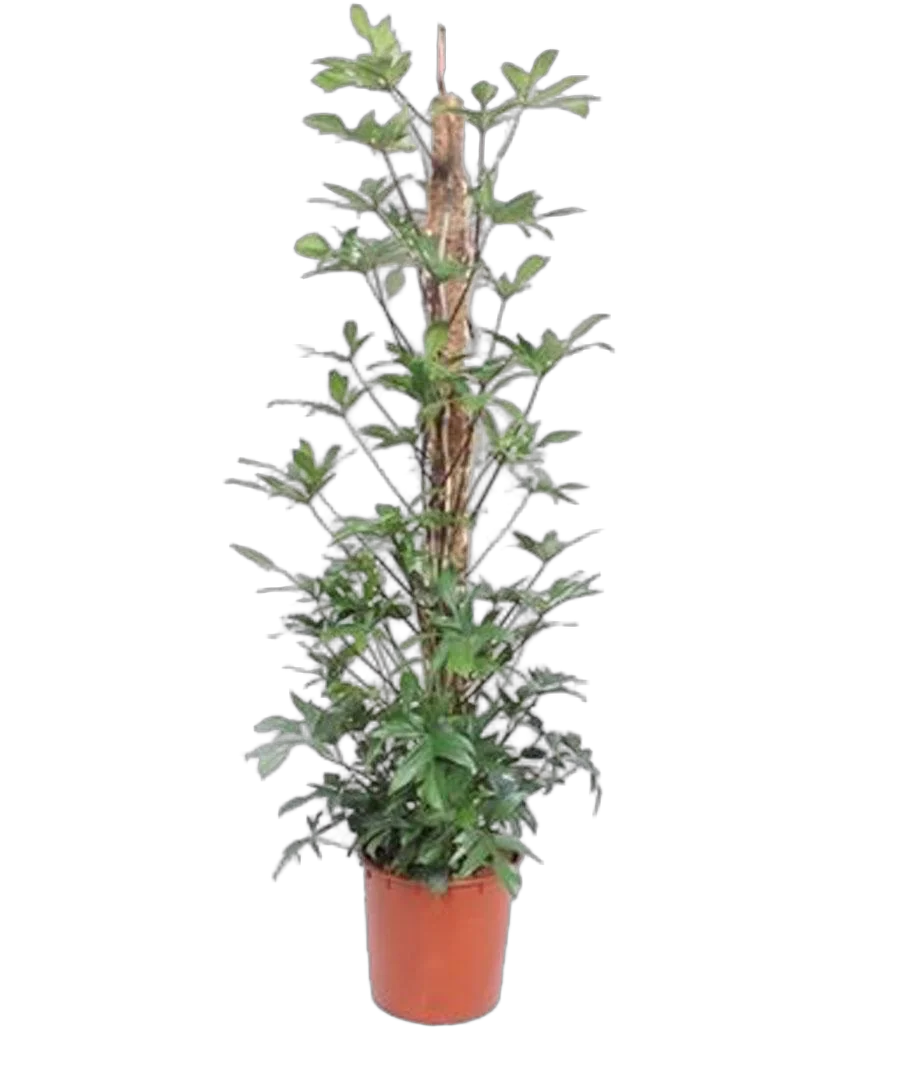 Филодендрон стоповидный - Philodendron Pedatum D34 H180