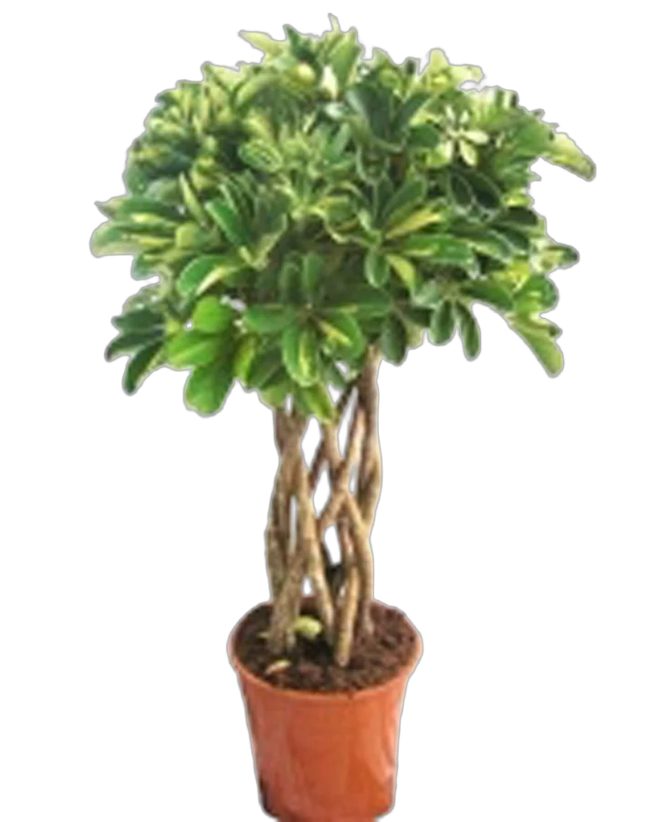 Шеффлера Голд Капелла- Schefflera gold capella цилиндр D25 H100