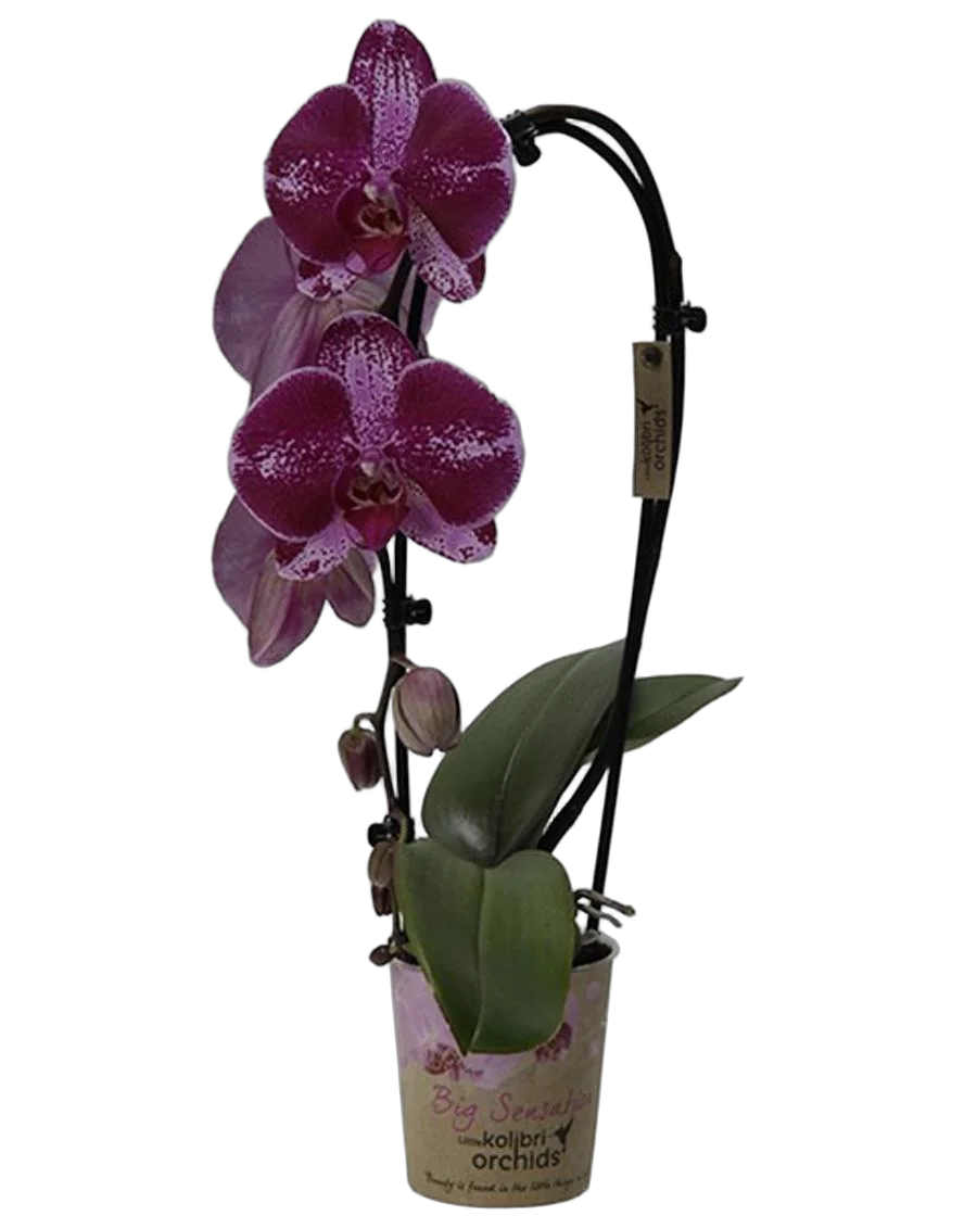 Каскадный фаленопсис - Phalaenopsis Cascade Taiwan Diamond ‘Rainbow’ D12 H40