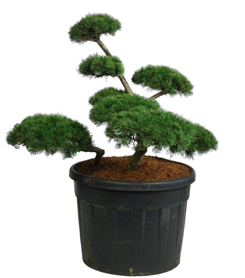 Бонсай Сосна - Bonsai Pinus mugo D65 H145