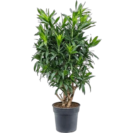 Драцена Рефлекса Сонг оф Ямайка D30 H135