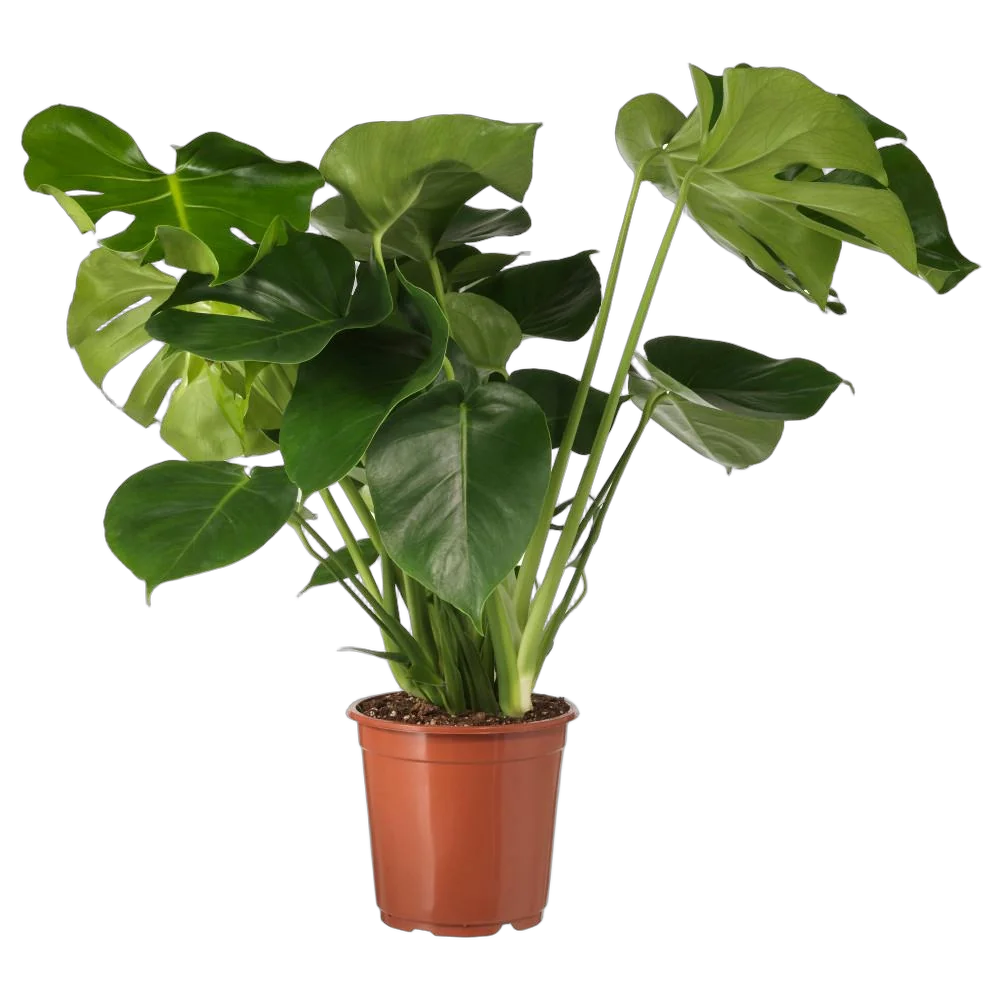 Монстера деликатесная, привлекательная — Моnstera deliciosa D19 H70