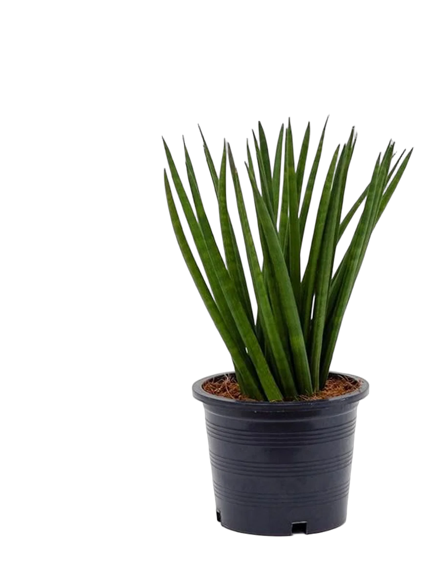 Сансивьерия Цилиндрика - Sansevieria cylindrica D15 H40