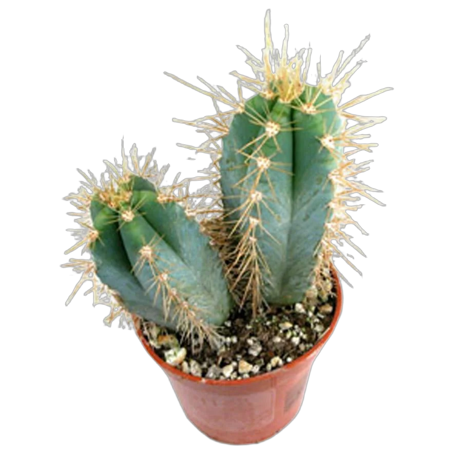 Пилозоцереус - Pilocereus Azureus D9 H15