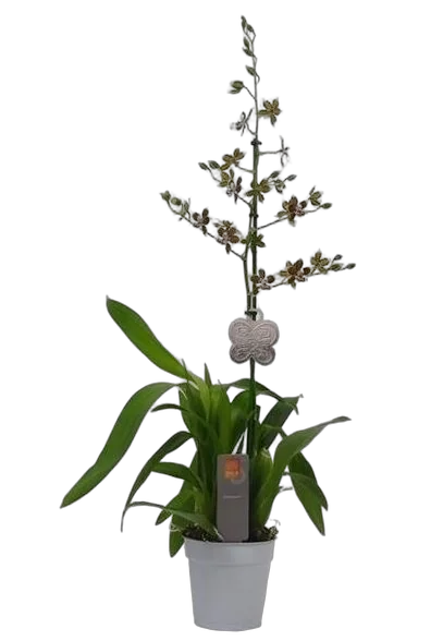 Колманара - Colmanara Painter Tropicjungle D12 H80