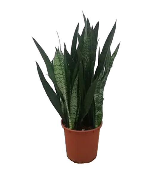 Сансевиерия зейланика - Sansevieria Zeylanica D21 H70