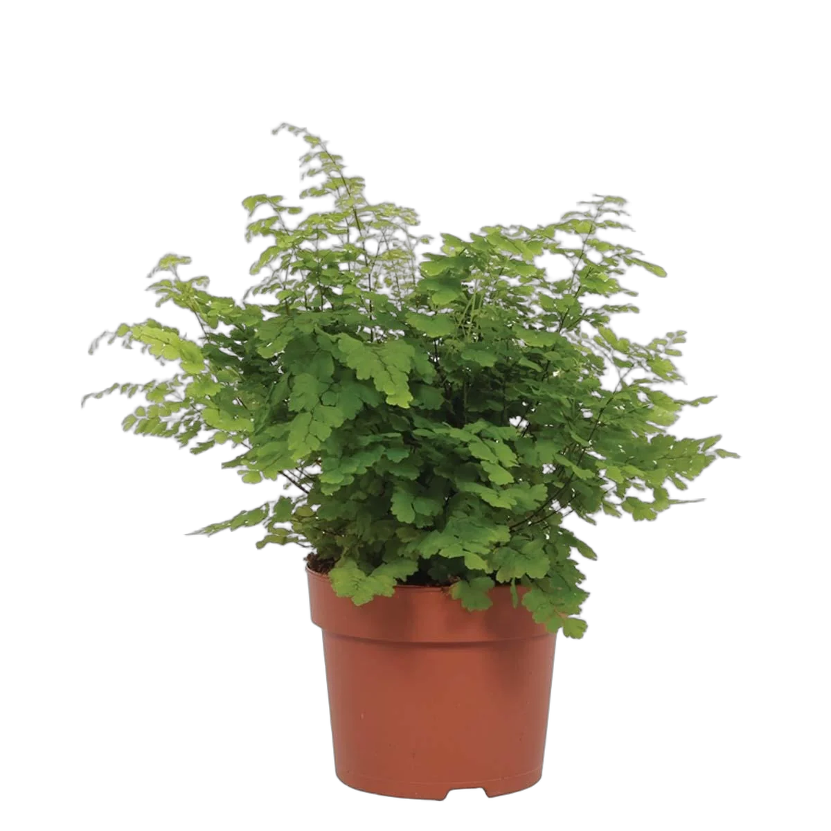 Адиантум Радди Фриц Лут - Adiantum raddianum 'Fritz-Luthi' D12 H30