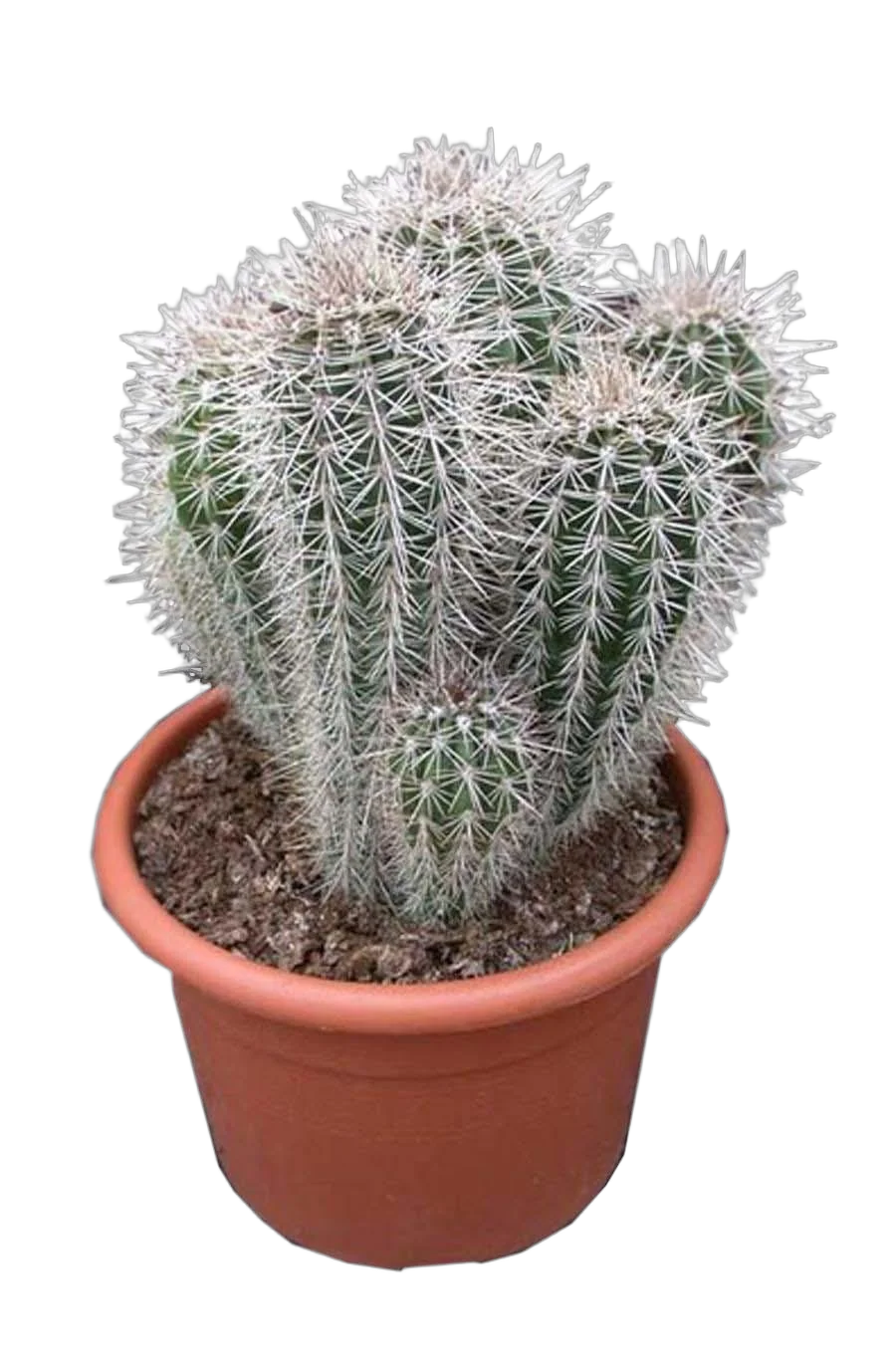 Пахицереус Прингля - Pachycereus pringlei D18 H35