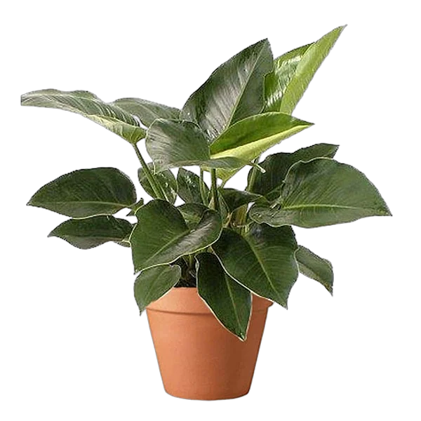 Филодендрон Конго -Philodendron Congo D20 H45