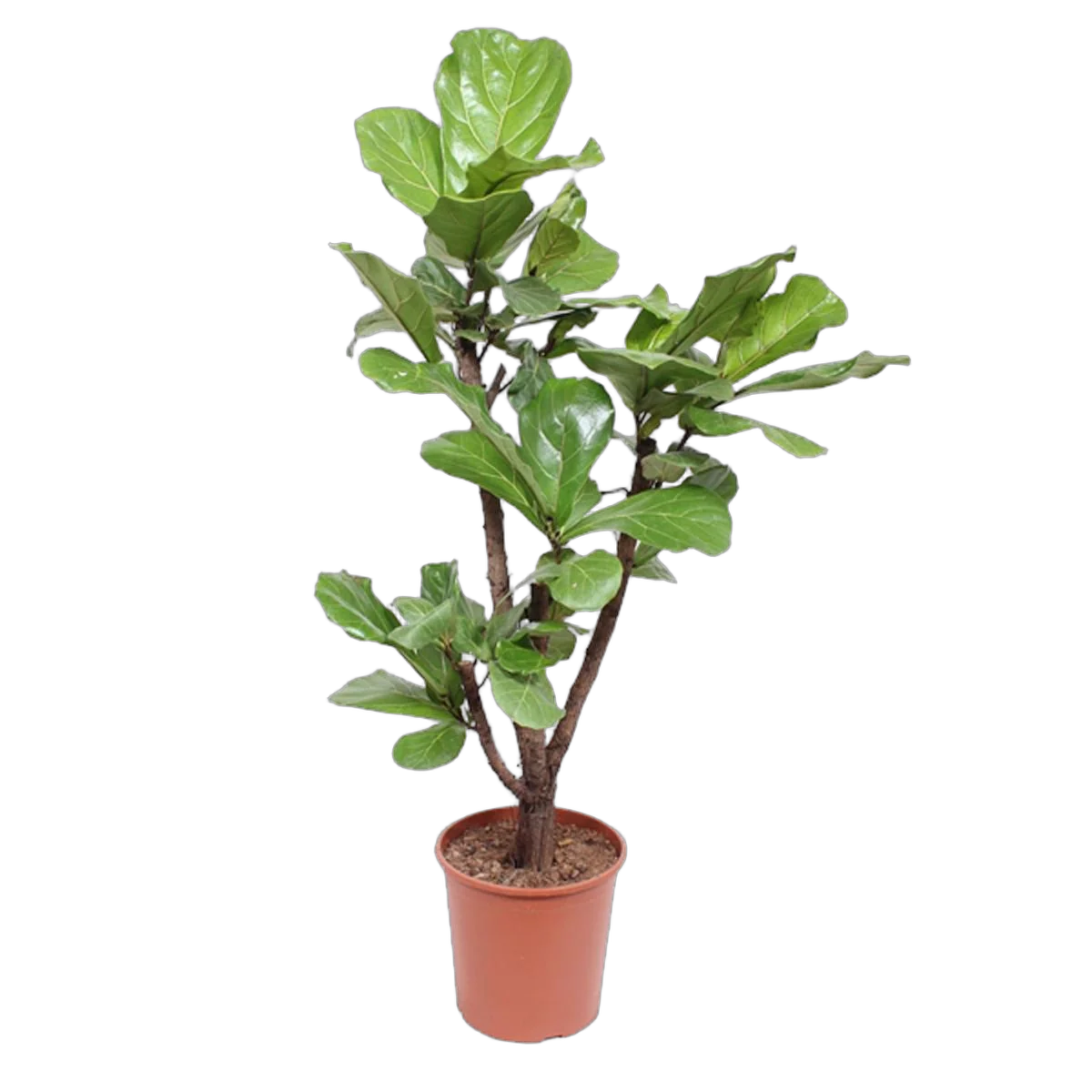 Фикус Лирата Бранч - Ficus Lyrata Branched D30 H140