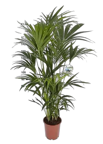 Ховея (Кентия) D30 H190