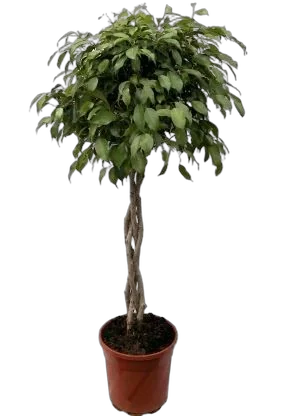 Фикус Бенджамина Экзотика Косичка - Ficus benjamina Exotica D40 H160