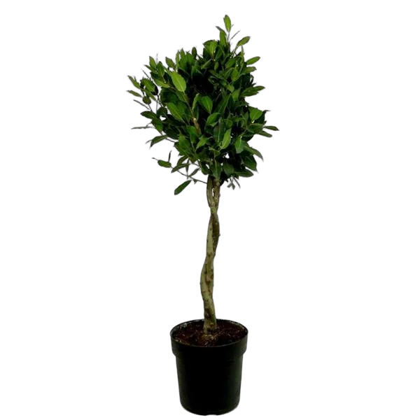 Лавр благородный косичка - Lurus nbilis D24 H10