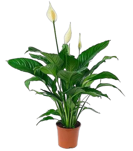 Спатифиллум белини D10 H35