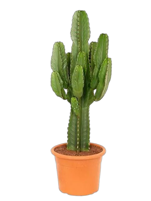Молочай Акруренсис - Euphorbia Acrurensis D21 H70