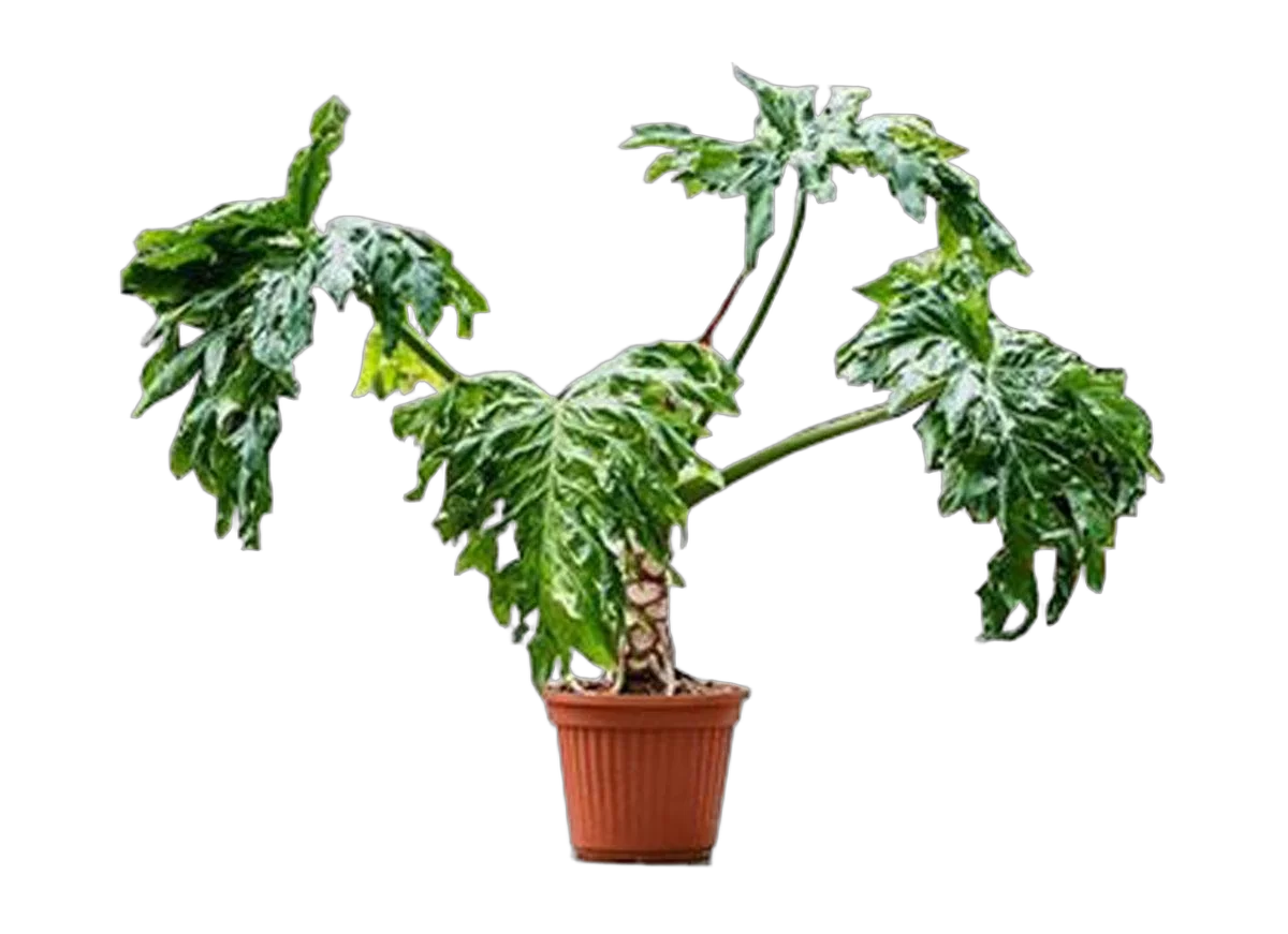 Филодендрон Селло - Philodendron Selloum D35 H140