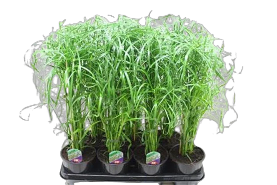 Циперус - Cyperus Zumula D12 H35