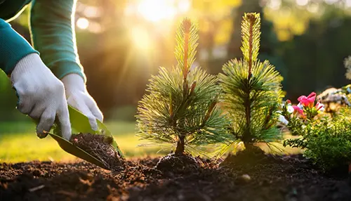 Посадка деревьев крупномеров