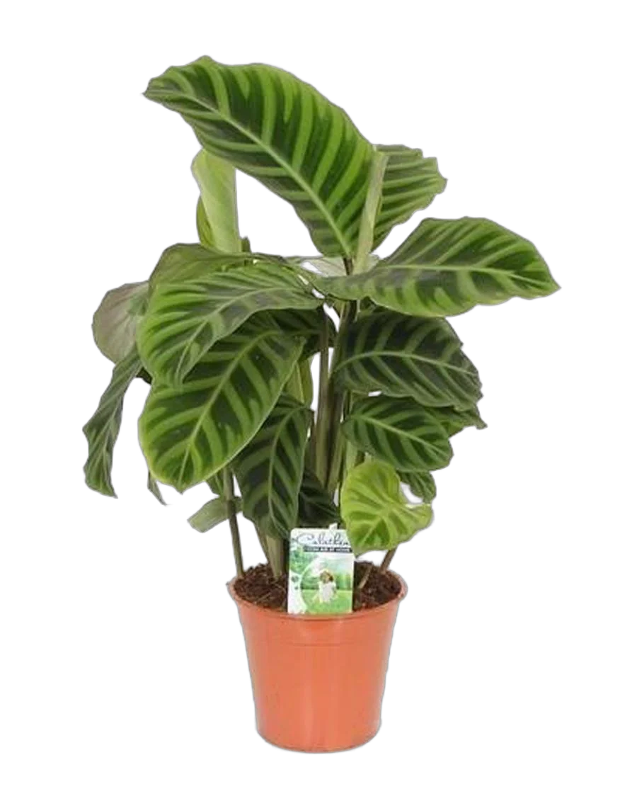Калатея зебровидная - Calathea zebrina  D14 H40