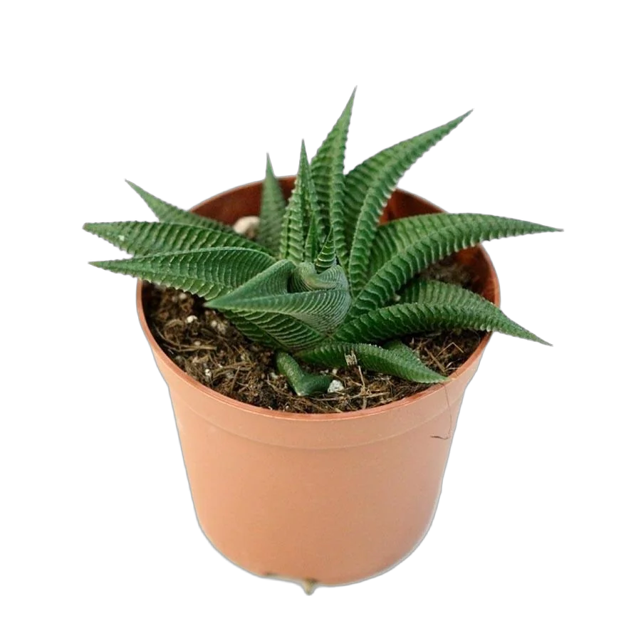 Хавортия лимолистная - Haworthia limifolia D5 H10