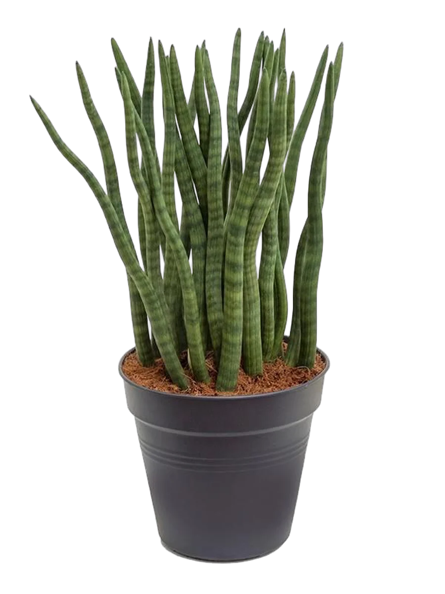 Сансивьерия Цилиндрика - Sansevieria cylindrica D27 H70