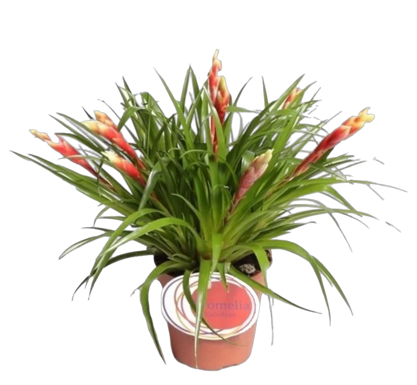 Фризея Shannon красная - Vriesea Shannon D12 H40