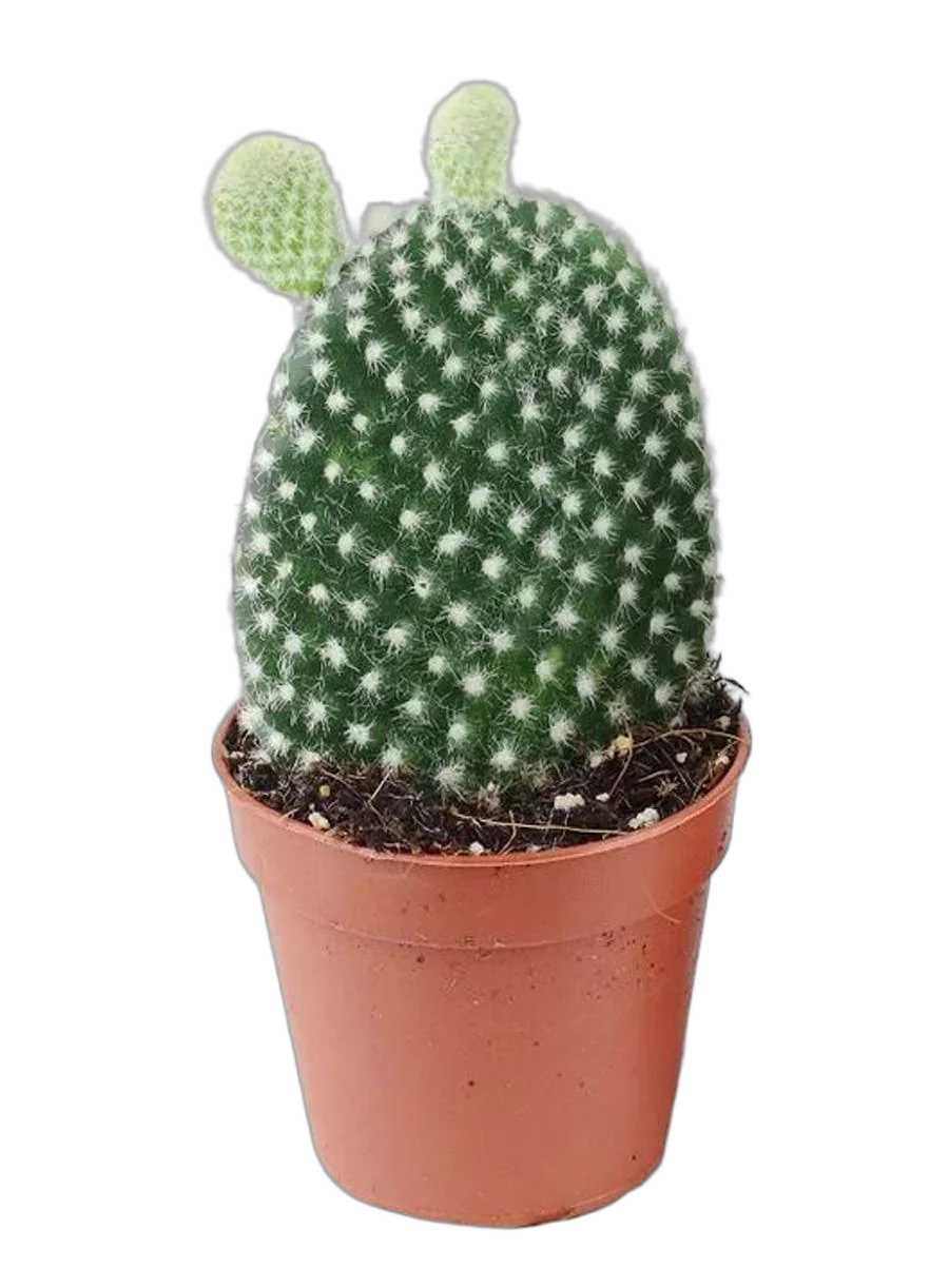 Опунция мелковолосистая - Opuntia microdasys  D5 H15