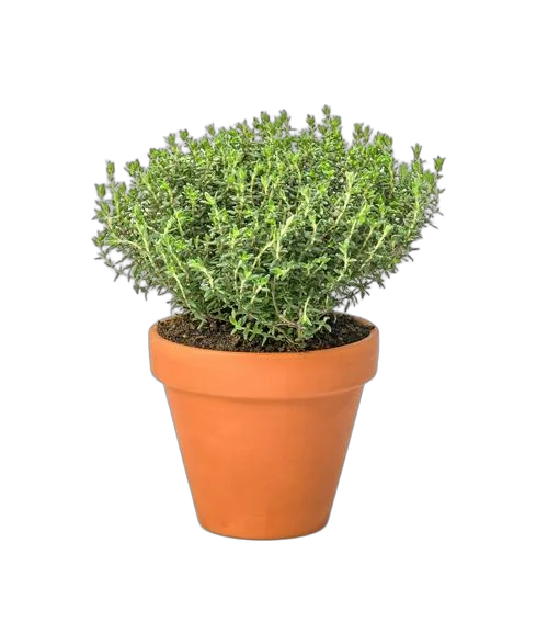 Тимьян лимоннопахнущий Ауреус - Thymus citriodorus Aureus D13 H20