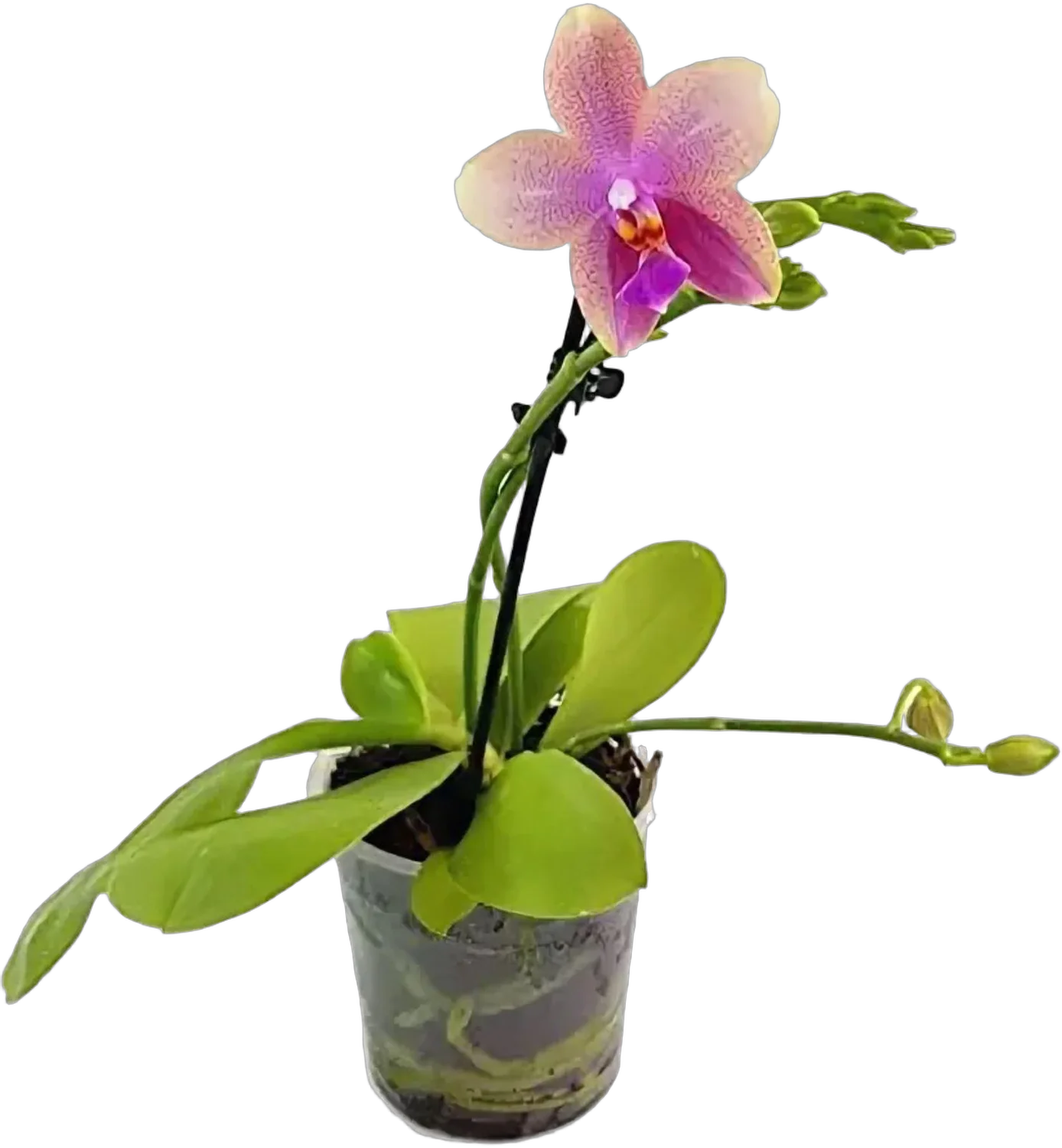 Фаленопсис арома Лиодоро 1 цветонос - Liodoro Phalaenopsis D12 H20