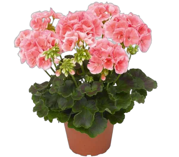 Герань (пеларгония) светло красная - Pelargonium D12 H25