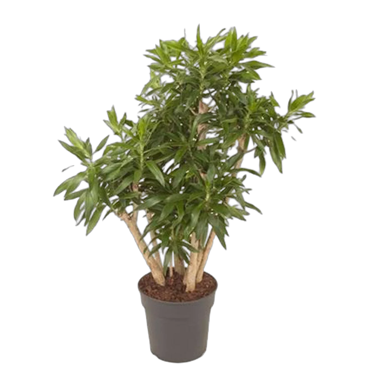 Драцена Рефлекса Сонг оф Ямайка D27 H90