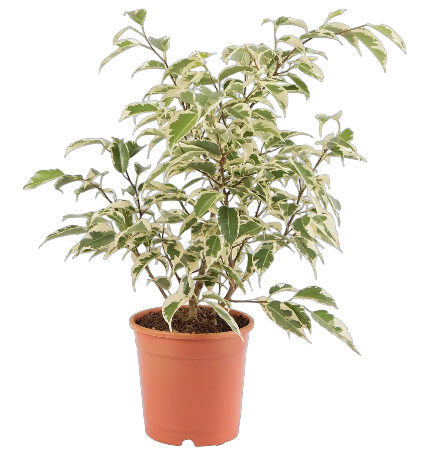 Фикус бенджамина Старлайт D14 H40