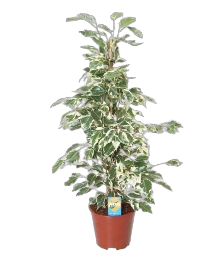 Фикус Бенджамина Старлайт - Ficus benjamina Starlight D28 H80