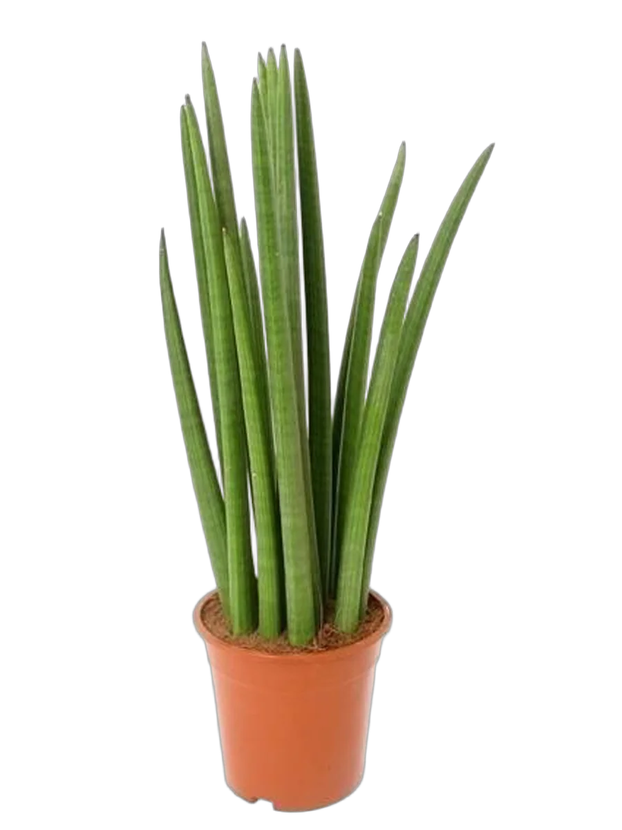 Сансевиерия - Sansevieria bacularis D10 H25